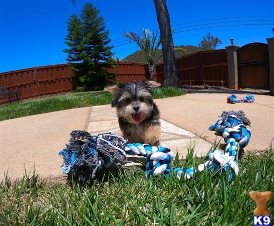PuppyAvenue Picture 2